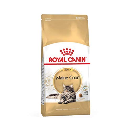 ROYAL CANIN Maine Coon 31 - Comida para gatos (2 kg)