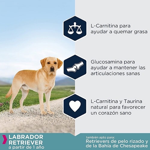 Beneficios pienso para perros Eukanuba Labrador Retriever