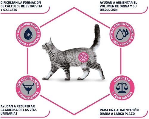Advance Veterinary Diets Urinary gatos