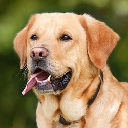 Raza de perro Labrador Retriever Animaleros