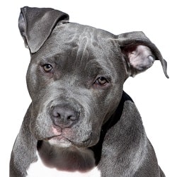 Animaleros American Pitbull Terrier