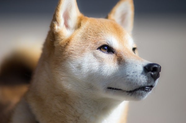 Shiba Inu como raza de perro