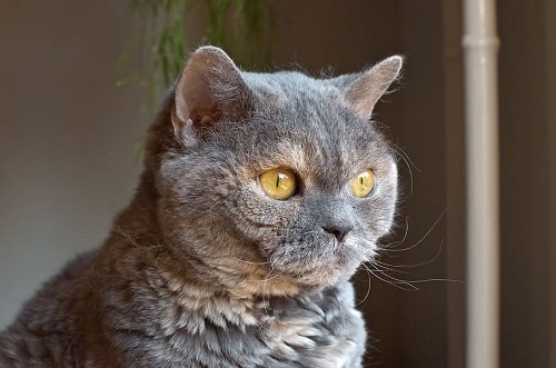 Origen del gato British Shorthair