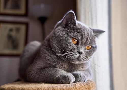 Estado de salud del gato British Shorthair