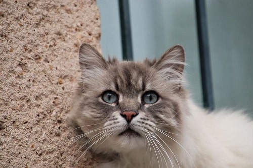 Curiosidades del gato siberiano