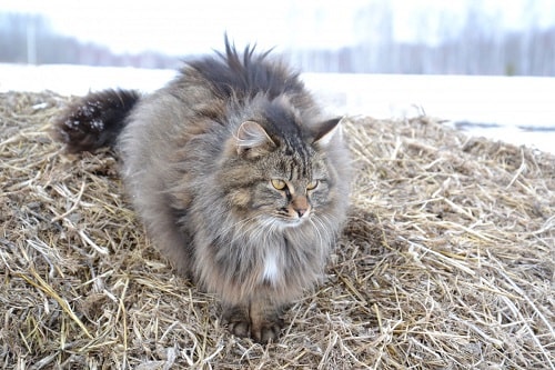 Rasgos físicos del gato siberiano