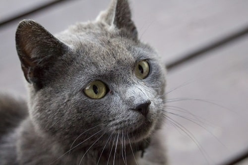 Apariencia del gato Chartreux