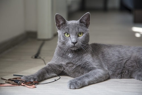 Cuidados y salud del gato azul ruso