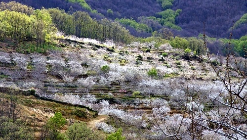 Valle del Jerte en Cáceres